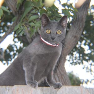 Animal Rescues & Shelters