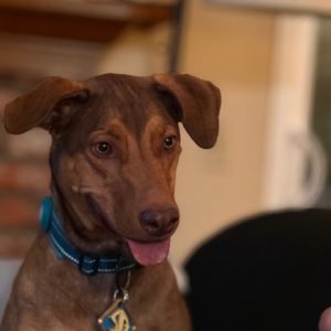 Veterinary & Medical Cases