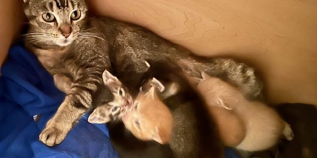 Squeky