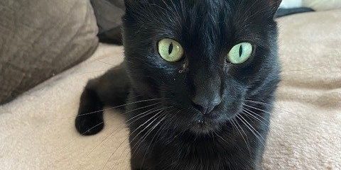 frankie