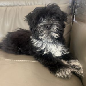 Puppy
