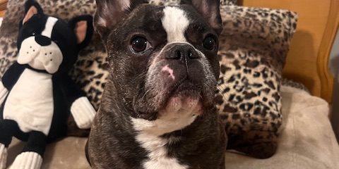 Penny