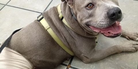 Stella