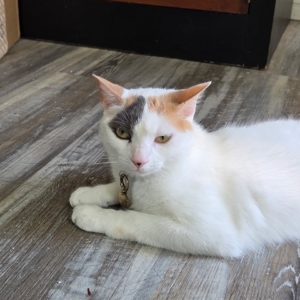 Luna