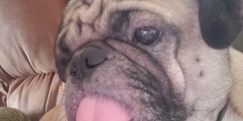 mugsy