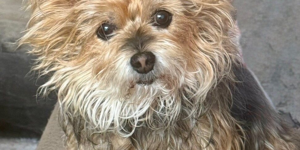 Baily
