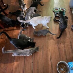Cats