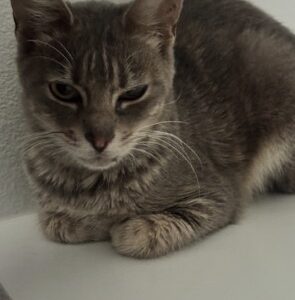 Junior