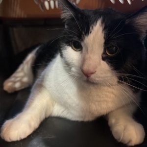 Sylvester