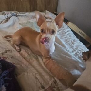 Ollie Bear