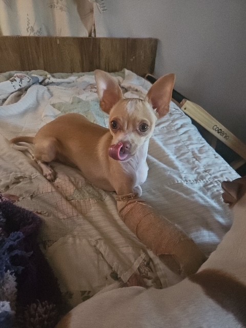 Ollie Bear